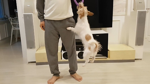 Hyper Jack Russell helps owner's workout routine
