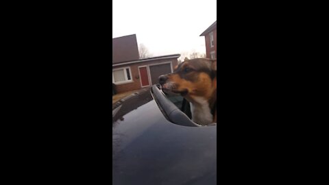More dog out sunroof