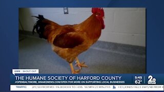 Squash the Rhode Island Red rooster is up for adoption at the Humane Society of Harford County