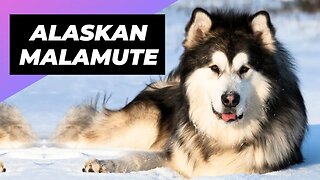 Alaskan Malamute 🐶 The Fluffiest Snow Dog You'll Ever Meet