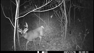 Nice buck