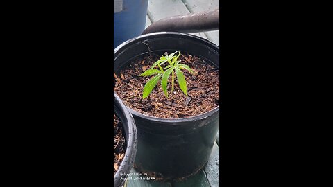 How to EASILY root your CANn@81S clippings