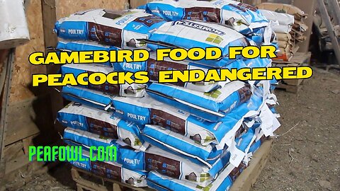 Gamebird Food For Peacocks Endangered, Peacock Minute, peafowl.com