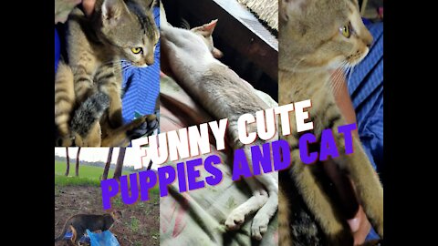 Funny Cute Puppies And Cat