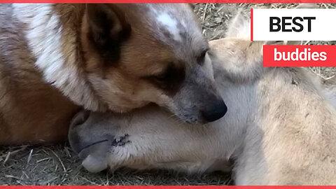 Rescue dog is best buddies with an orphaned baby horse