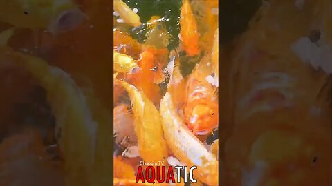 🌊 #AQUATIC - Koi Kaleidoscope: Nature's Living Artistry in Vibrant Waters 🦈