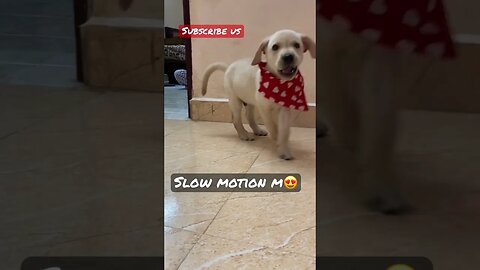 Slow motion🥰 #shorts #shortsfeed #songs