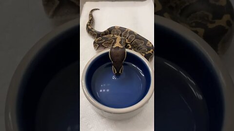 CUTE Baby Snake First Drink Of Water! 💦🐍