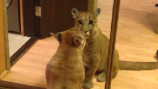 Puma Messi first time saw his reflection in the mirror