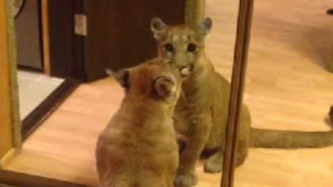 Puma Messi first time saw his reflection in the mirror