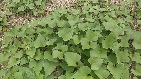Kumara Vines 1 Month Update Sweet Potato