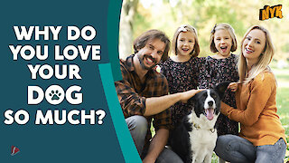 Why do we love dogs? *