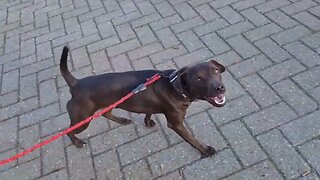 Patterdale Terriers BSL ESTACADO & Obscura EAGERNESS MUSCLES conditioning RIPPED FELL TYPE DOGS m/f