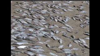 Fish kill prompts red tide concerns