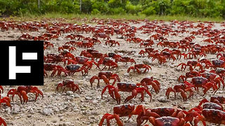 The Christmas Island Miracle: The Migration of the Bright Red Crab