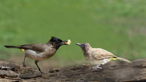 Love Bird Bulbul Giving Food To His Female Bulbul