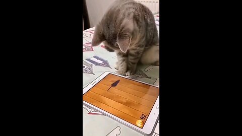 cat playing mouse game