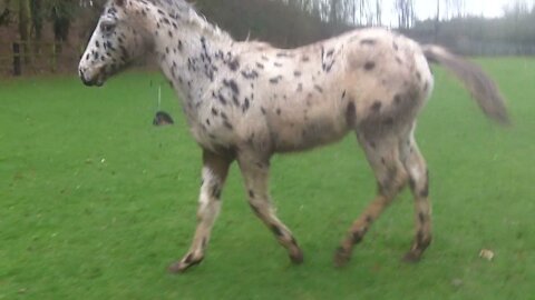 Funny Appaloosa Horse fooling around