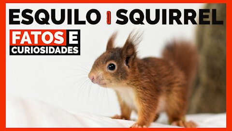 Esquilos - Squirrel - Fatos e curiosidades - Animais do Mundo