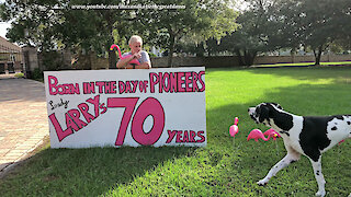Surprised Great Danes Play With Birthday Flock of Pink Flamingos