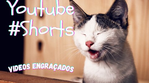 Cães e Gatos engraçados - Melhores Videos 01 #shorts
