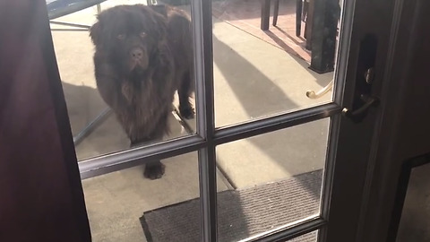 Rebellious dog tries to come inside home after chewing pillows