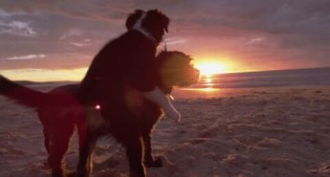 dogs play together at beach in beautiful sunset