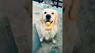 You are a F.A.N #shortscreator #doglover #ghostfamily #goldenretriever