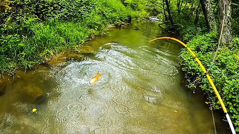 Catching BIG Trout in a TINY Crick