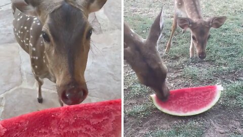 Rescue Deer & Fawn Enjoy Watermelon Treat On Hot Summer Day