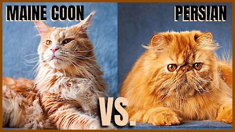 Maine Coon Cat VS. Persian Cat