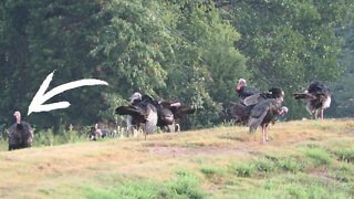 Honey can you go and stalk one of these turkeys? Thanksgiving 2022 farm vlog!