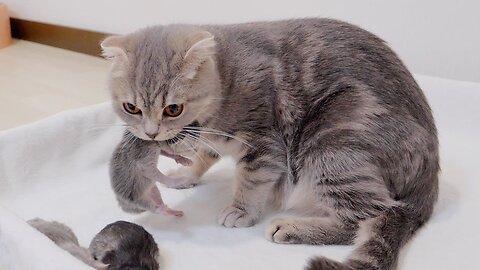 It's amazing to see a mother cat moving with her noisy kitten in her mouth!