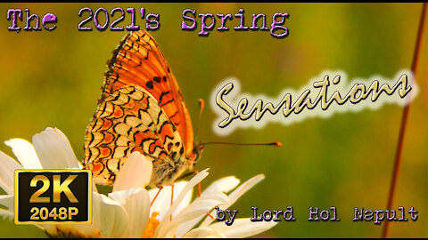 The 2021's Spring Sensations