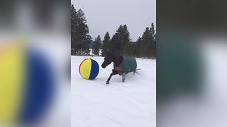 "Adorable Horse Plays With A Beach Ball"