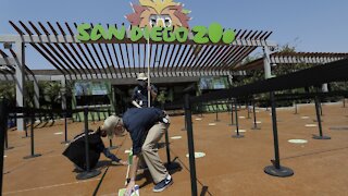 San Diego Zoo Vaccinates Apes Against COVID-19 After January Outbreak