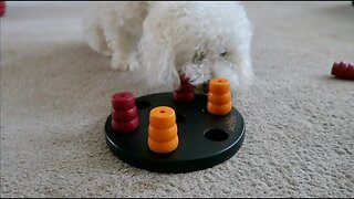 Testing my Dog's Intelligence | Puzzle Test Challenge