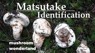 Matsutake Identification