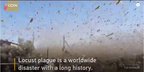 Global Locust Apocalypse - Plagues Being Visited On All Mankind - Agricultural Armageddon