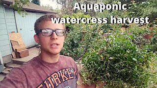 Watercress harvest for chickens (too much aquaponic watercress)