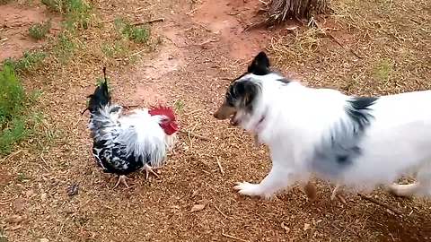 "Dog VS Rooster: Who's the chicken now?"