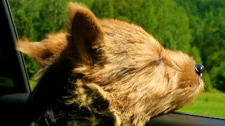 Norwich Terrier dreams in the sunshine