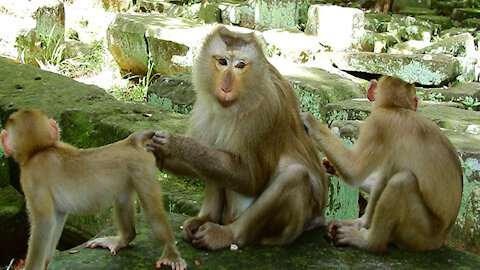 The monkeys are relaxing and picking lice