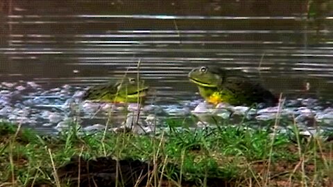 A bullfrog establishes total supremacy over its rival
