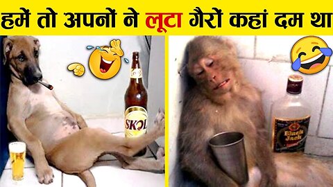 Funny Animals Video 2024 🤣🤣😅😅😅