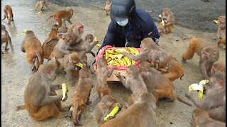 Feeding bananas to hungry monkeys during the rainy season | monkey love banana | feeding banana