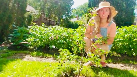 Growing my own Food - Planting Grape vines, Fruit trees, Herbs, Potatoes, Flowers, Garden tour