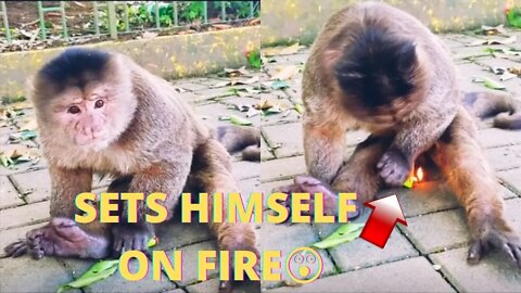 Funny Animals 2022 🐶🐱 Funny Pet Situations😂