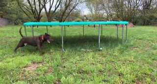 Dog owner invents never-ending game for his pet