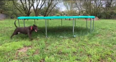 Dog owner invents never-ending game for his pet